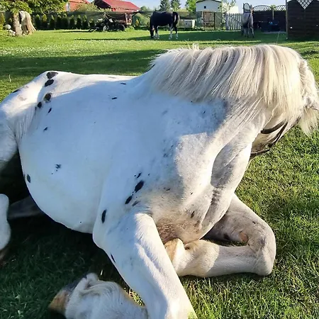 2 Bedroom Cozy In Rekowo *